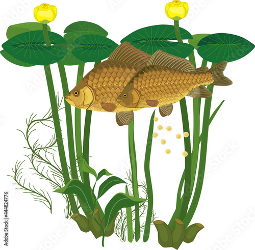 Pair of crucian carp fishes during spawning and and yellow water-lily plants isolated on white background