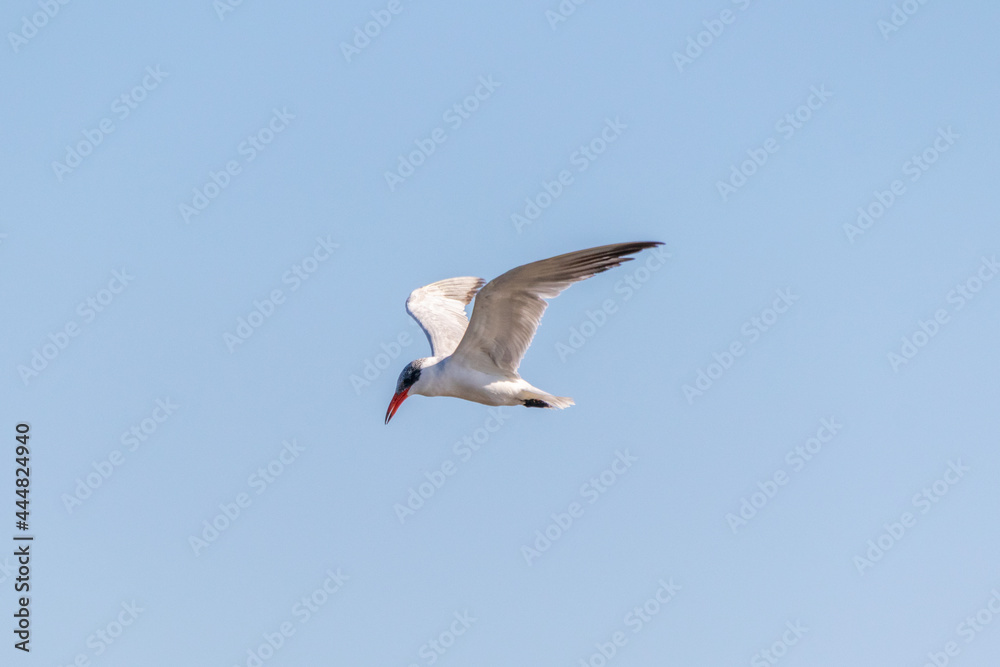 One single caspian tern (Hydroprogne caspia) flys over the marsh at Edwin B. Forsythe National Wildlife Refuge, New Jersey, USA One single caspian tern (Hydroprogne caspia) flys over the marsh at Edwin B. Forsythe National Wildlife Refuge, New Jersey, USA