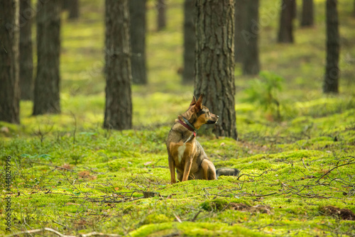 Pies siedzący na mchu w lesie, na tle drzew, oglądający się do tyłu.