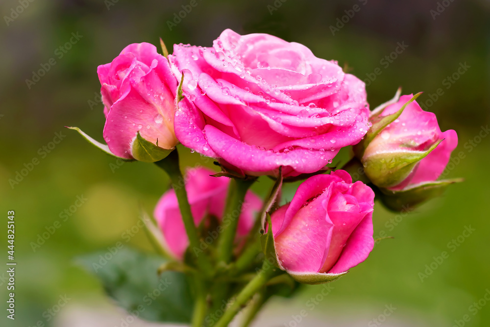 Blooming pink rose buds spray Lovely-Lydia on a blurred background. Blooming pink rose buds spray Lovely-Lydia on a blurred background.