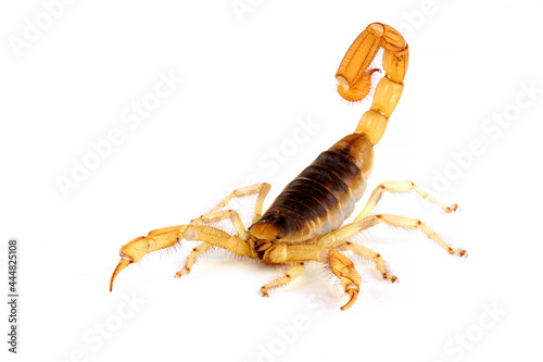 Desert Hairy Scorpion (Hadrurus arizonensis).