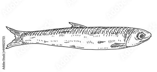 Whole fresh fish flounder on white. Vintage engraving monochrome black illustration.