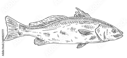 Whole fresh fish red drum on white. Vintage engraving monochrome black illustration.