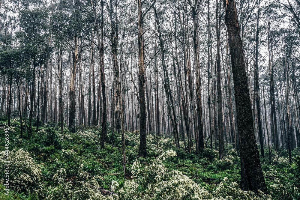 Trees and undergrowth in remote Australian bush Trees and undergrowth in remote Australian bush