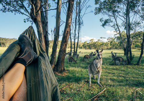Woman relaxing in hammock watching kangaroo, Australia photo