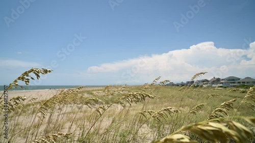 Marram Grass in the Breeze
