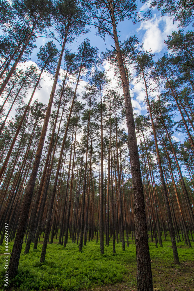 Obraz premium pine trees in the forest