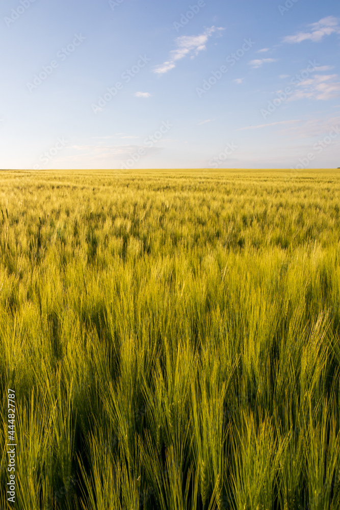 barley field and sky