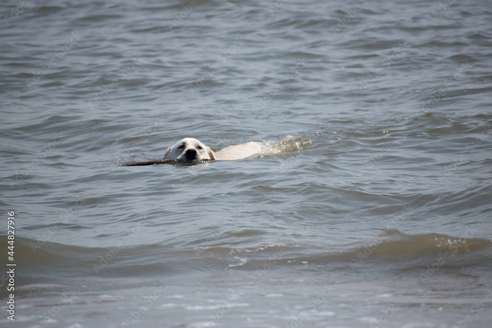 Fototapeta premium Dog carrying a stick in the ocean.
