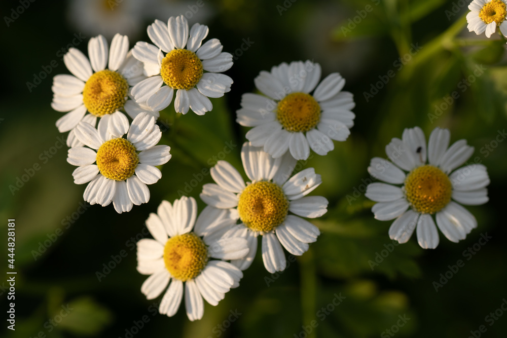 Obraz premium Tanacetum parthenium - feverfew