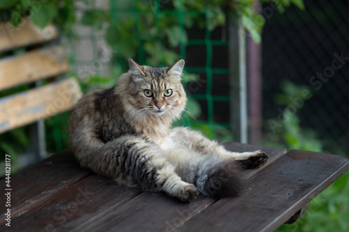 The cat sits like a person