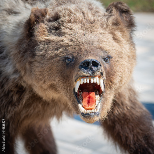 A bear with an open mouth, fangs are visible. Close-up.