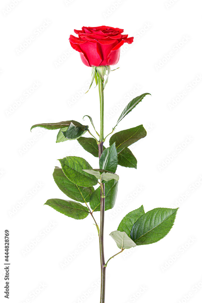Beautiful red rose with long stem isolated on white background Beautiful red rose with long stem isolated on white background