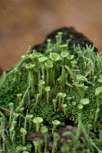 Natural decorative frame of green moss, mushrooms, leaves of a fern.
