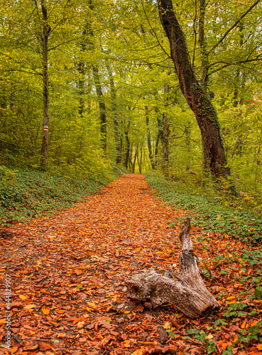 Nice autumnal scene in the ...