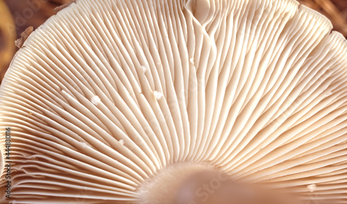 Texture of mushroom bottom among green moss. Macro photo of mushroom texture