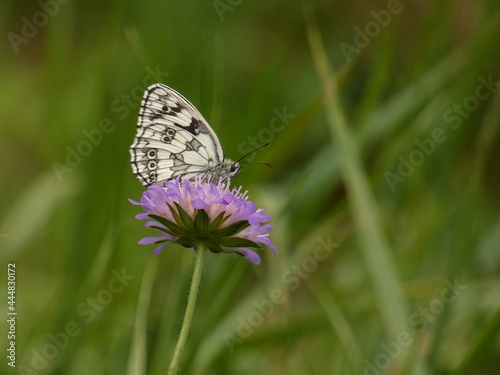 Marbled white butterfly (Melanargia galathea) on field scabious flower, Poland