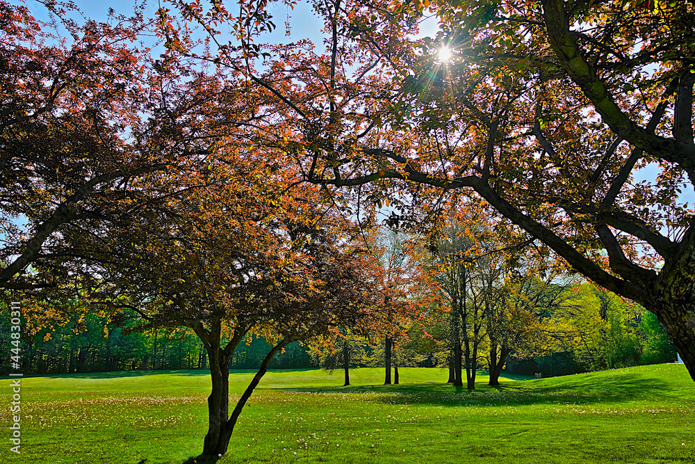 Naklejka premium Crab apple trees in full bloom in springtime