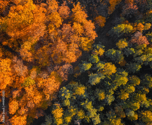 Aerial autumnal scene in the forest