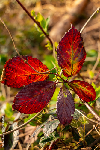 Close-up of red glowing leaves in backlight, probably from blackberry bushes, Dallensental, Lügde, North Rhine-Westphalia, Germany. photo