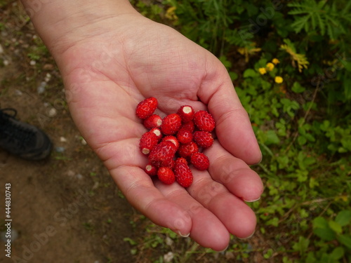 Wild strawberry (Fragaria vesca) - woodland strawberries collected in the forest near Babi Dół, Pomorskie province, Poland © Slawina