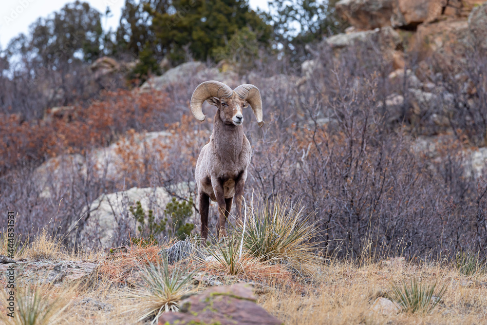 Naklejka premium Big Horn Sheep Front