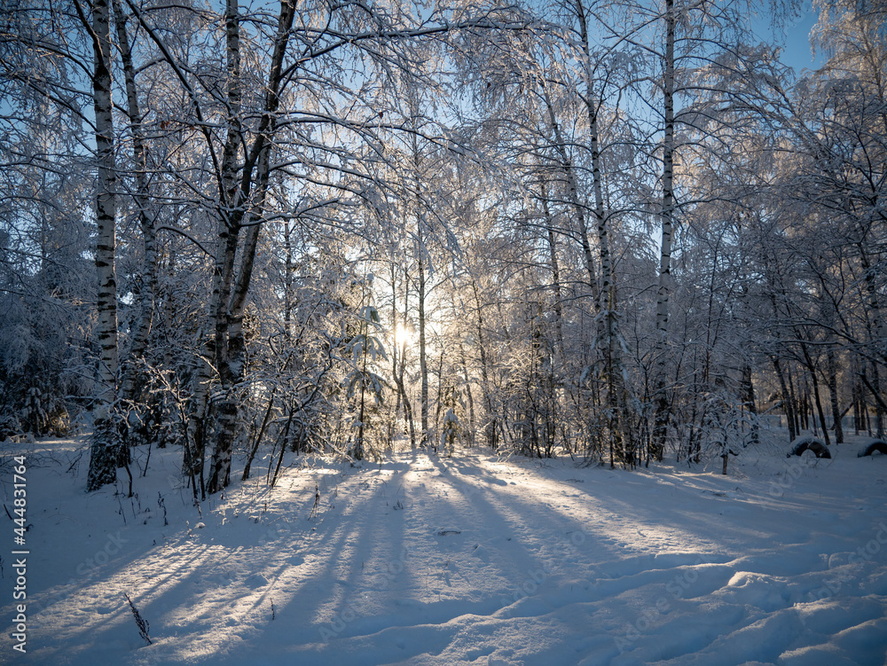 Obraz premium Winter in the Park. Winter landscape. The snow on the branches of trees. The road that goes into the distance
