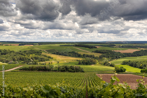 Foto Situé dans l'Aube, les vignobles Champenois sur le plateau de Blu
