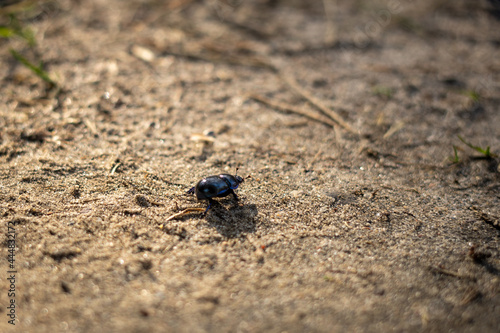 Little black beetle on the ground