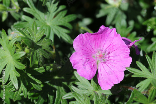 Fotografie Pink bloody cranesbill flower