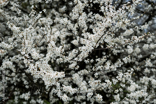 Tree blooming white