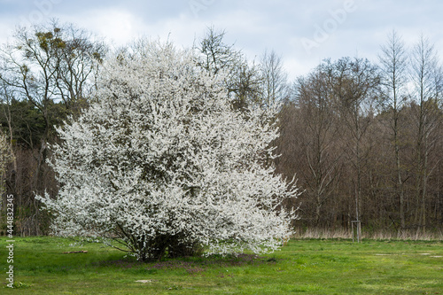Tree blooming white