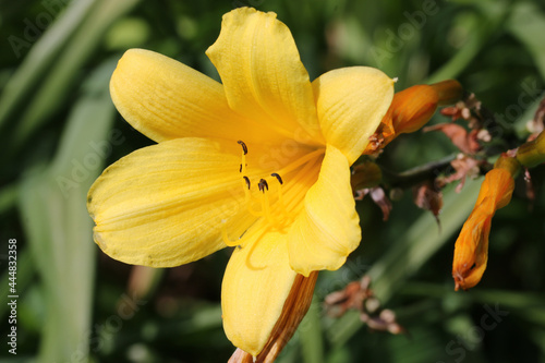Fototapeta Naklejka Na Ścianę i Meble -  Yellow daylily flower close up