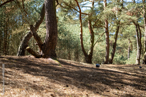 Pidgeon on the path in woods.