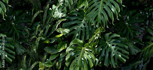Jungle banner with lush tropical green leaves, Monstera, Potos and Ferns. Nature concept. Natural background or wallpaper