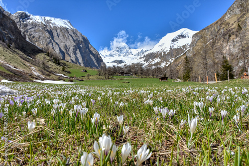 Krokus, Krokusse, Frühling, Wiese, Blumenwiese, Blüte, Blütenkelch, weiß, violett, Alm, Almwiese, Großglockner, Nationalpark, Hohe Tauern, Osttirol, Kals, Lucknerhaus, Ködnitztal, blühen, Blütezeit, S photo