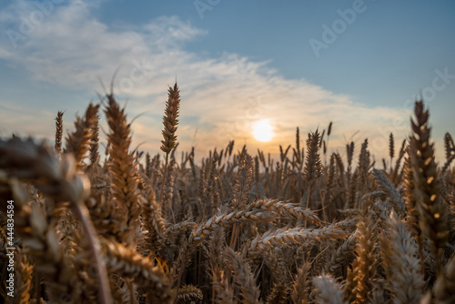 Yellow wheat at the light blue background with sunset and clouds