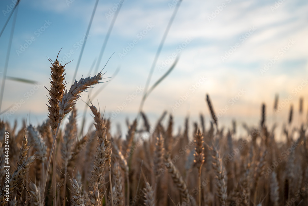 Fototapeta premium Yellow wheat at the light blue background with clouds