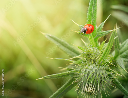 Ladybugs, or coccinellids (Lat. Coccinellidae), is a family of beetles. Close-up on a thorn.