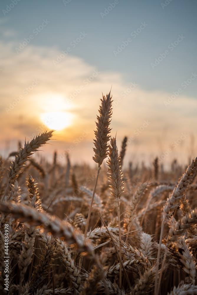 Fototapeta premium Wheat field at sunset. Close up of wheat seed at the field