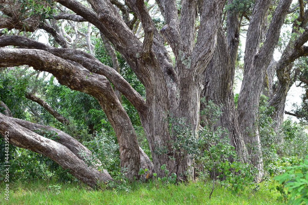 Strong curved trunks of native Pohutukawa trees growing from one place. Strong curved trunks of native Pohutukawa trees growing from one place.