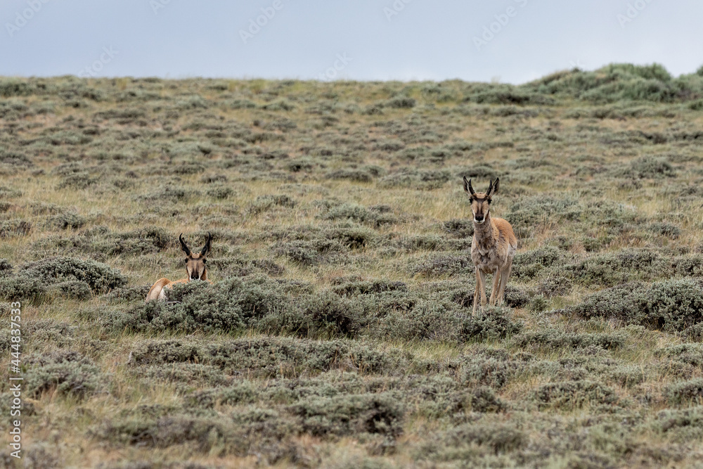 Antelope in the wild Antelope in the wild
