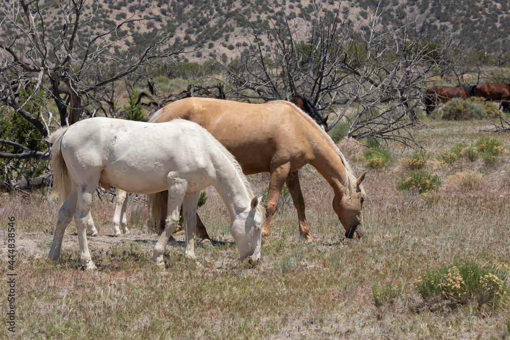 Utah Wild Horses