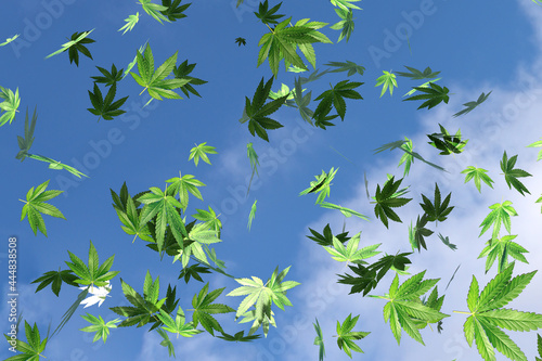 3d illustration of cannabis, marijuana or weed leaves falling from the sky 3d render