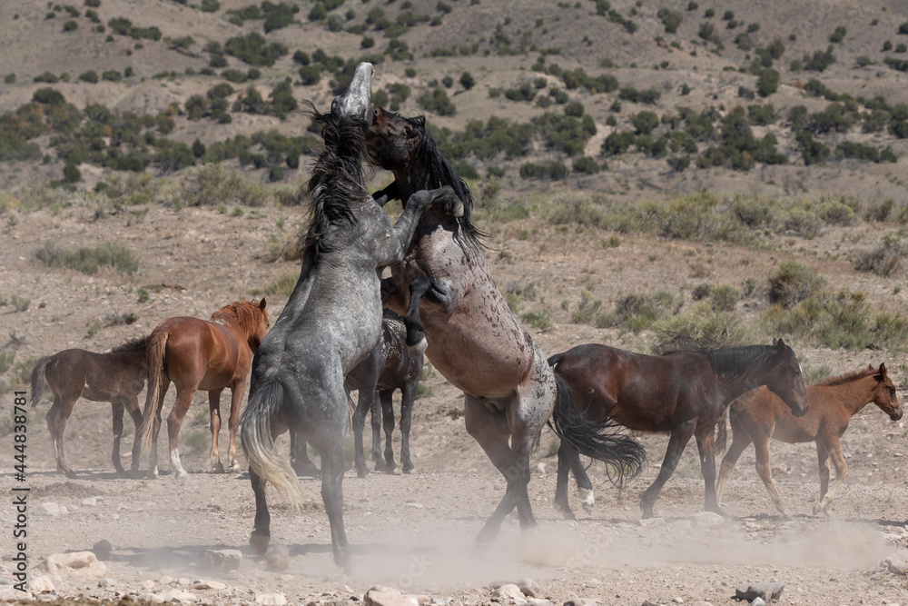 Fighting Wild Horses