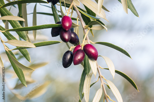 closeup of ripe purple calamata olives hanging on olive tree branch with blue sky blurred background 