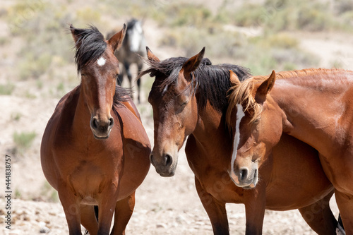 Utah Wild Horses © Taylored Photos