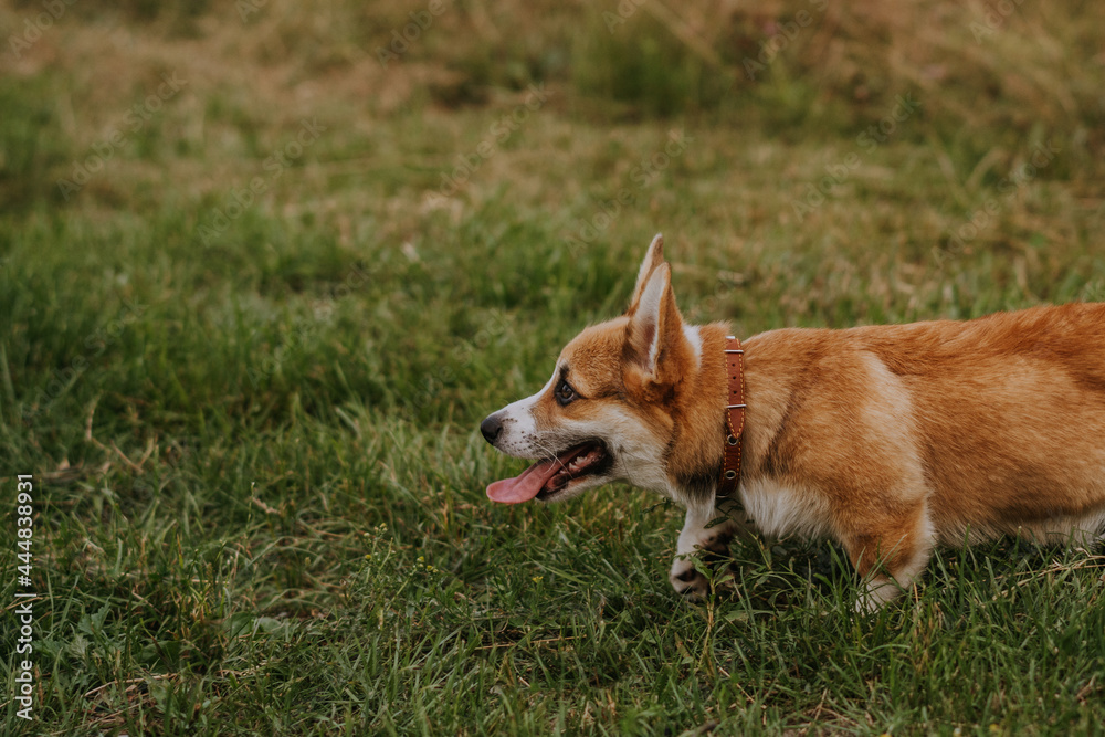 Corgi puppy running through the field