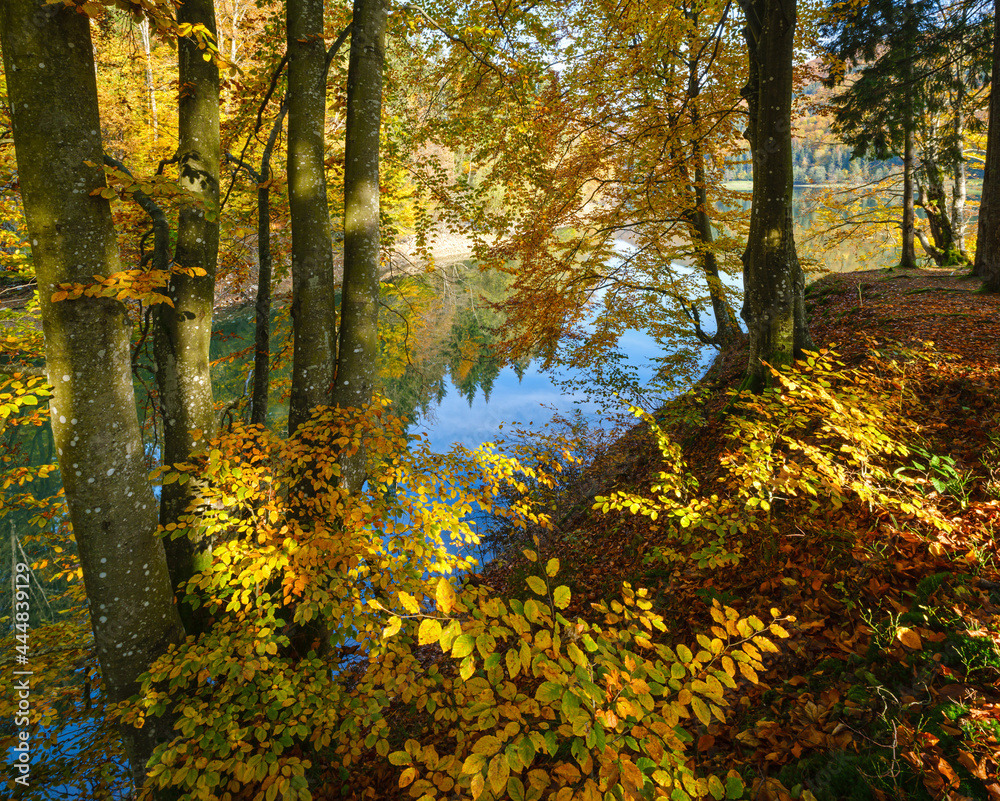 Forest meadow on shore of picturesque lake. Vilshany water reservoir on the Tereblya river, Transcarpathia, Ukraine. Beautiful autumn day in Carpathian Mountains. Forest meadow on shore of picturesque lake. Vilshany water reservoir on the Tereblya river, Transcarpathia, Ukraine. Beautiful autumn day in Carpathian Mountains.