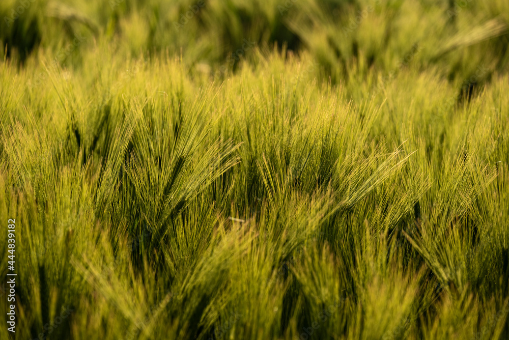 Close up of rye field in evening light, Weserbergland, Lower Saxony, Germany.